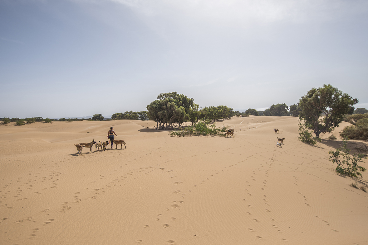 rescue dogs and volunteers at sanctuary